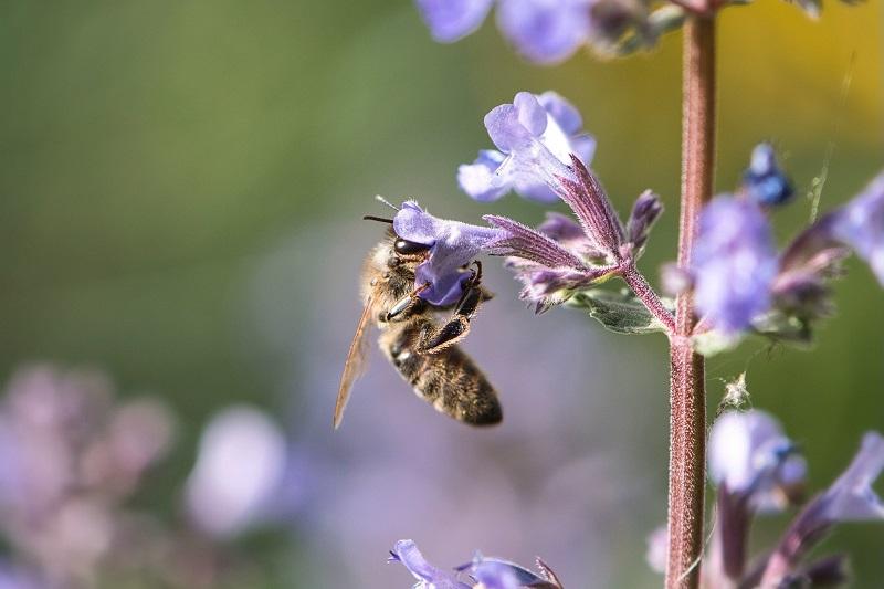 na zdjęciu pszczołą zbierająca pyłek z kwiatów