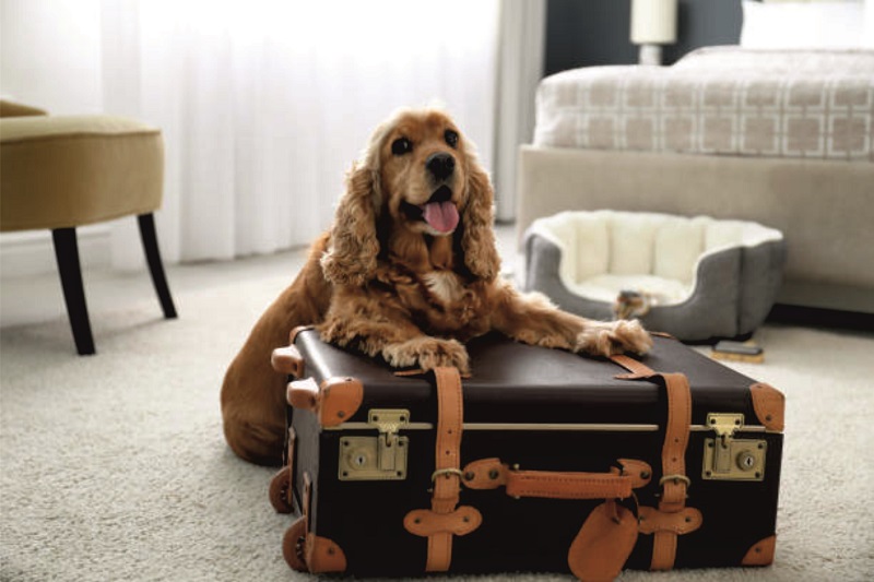 pies przy walizce