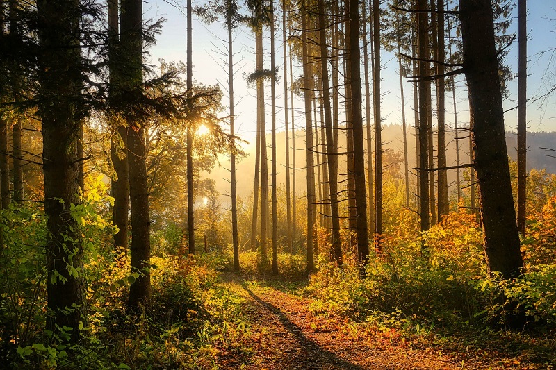 na zdjęciu las w jesiennych barwach