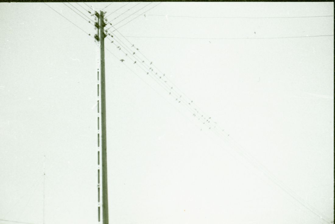 Jaskółki przed odlotem koniec sierpnia 1981