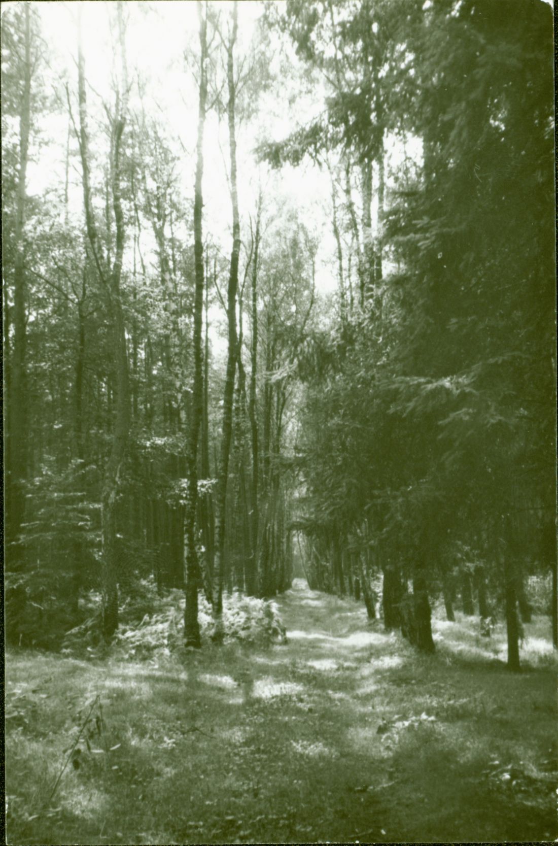 las w Chachalni